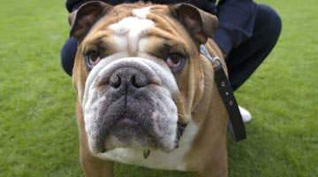 FAT DOG